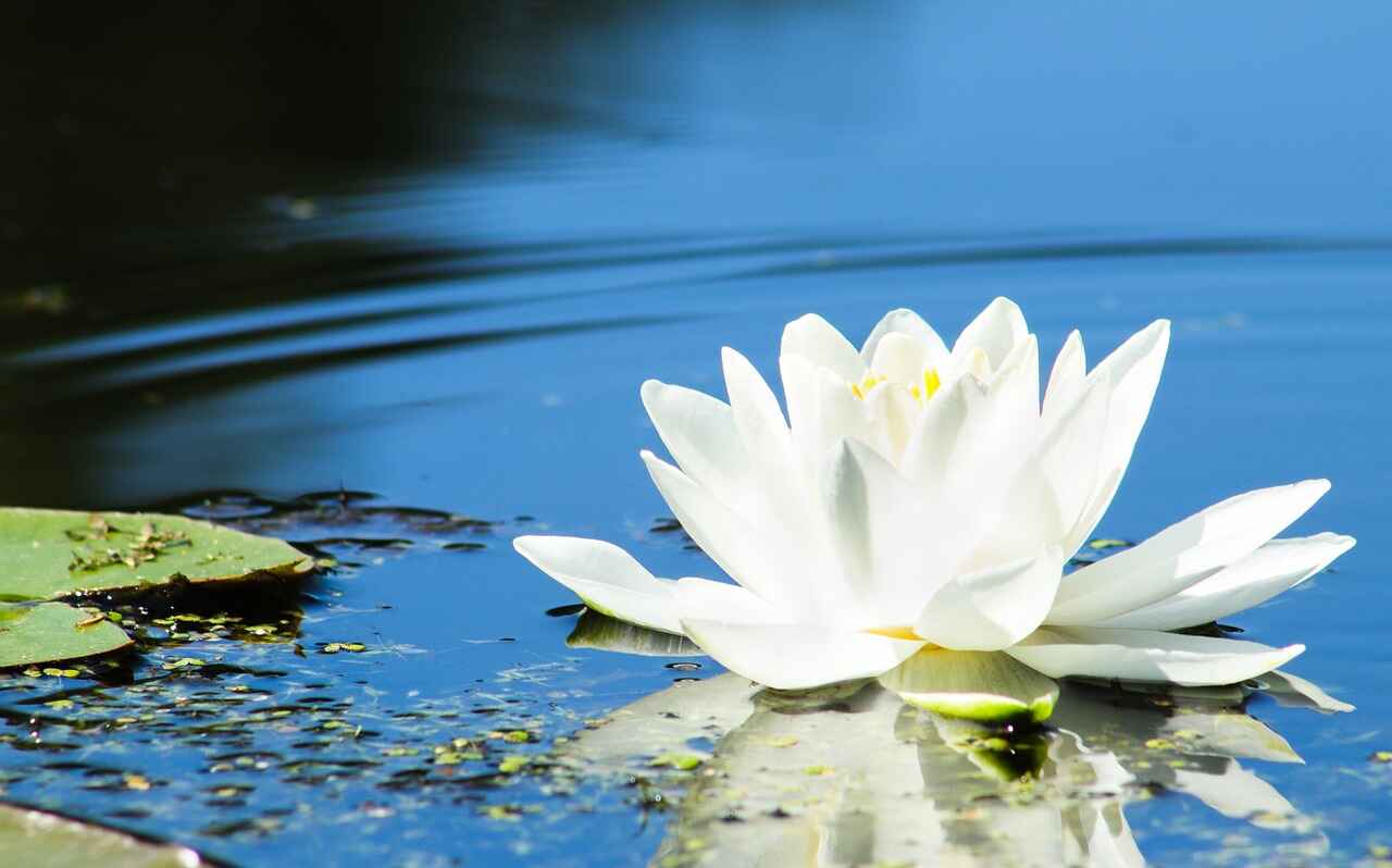Lotus blanc sur eau